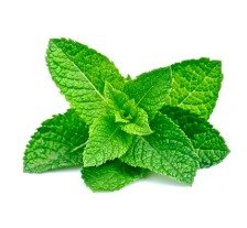 Menthe fraîche pour infusion – Crêperie Les Deux Frères Feuilles de menthe fraîche, ingrédient de l'infusion à la menthe proposée à la Crêperie Les Deux Frères
